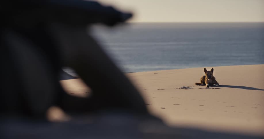A wild Australian dingo relaxes on a vast, sandy beach and then becomes alert, looking towards the camera with the ocean in the background