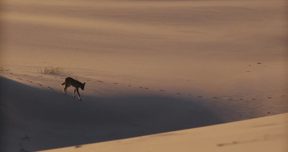 A lone wild dingo walks down a vast sand dune in slow motion during a windy golden hour, leaving footprints in the sand