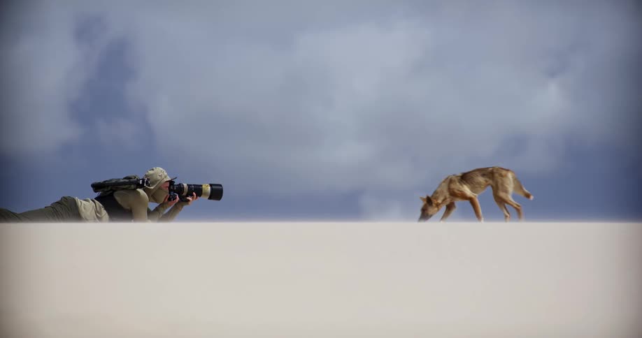 A patient wildlife photographer lies on a white sand dune while a curious wild dingo walks up and sniffs the camera lens