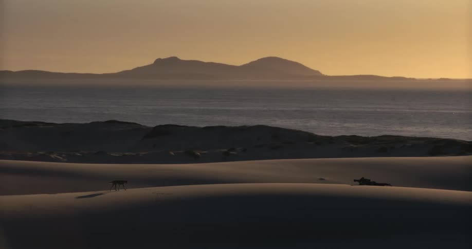 A lone coyote is silhouetted on a vast sand dune overlooking the ocean and distant mountains during a golden sunset