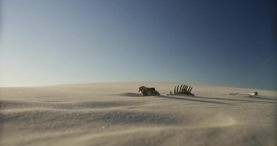 An animal skeleton lies half-buried in a vast sand dune as strong winds blow sand across the barren landscape
