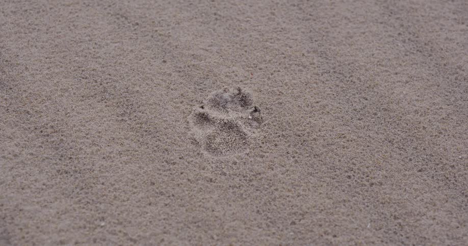 A single animal paw print is perfectly preserved in the fine grains of sand on a beach