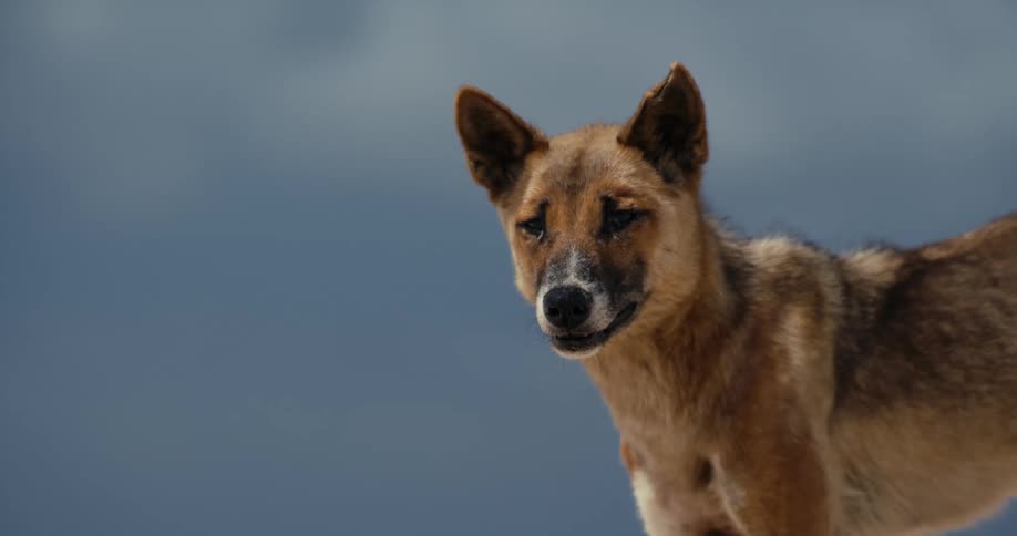 A wild dingo looks directly into the camera before turning and walking out of frame against a muted sky