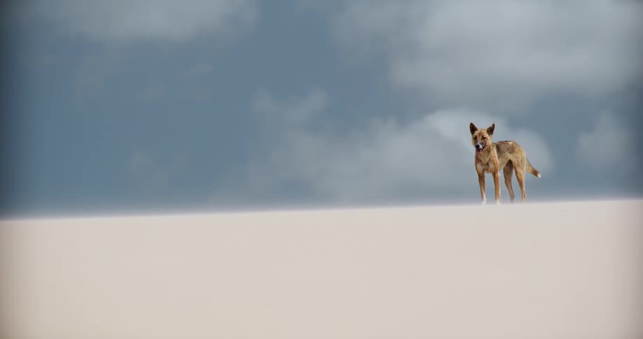 A wild dingo stands alone on the crest of a vast, white sand dune as the wind blows against a stormy sky