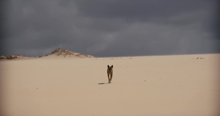 A lone dingo walks in slow motion across a vast desert landscape directly towards the camera under a stormy sky