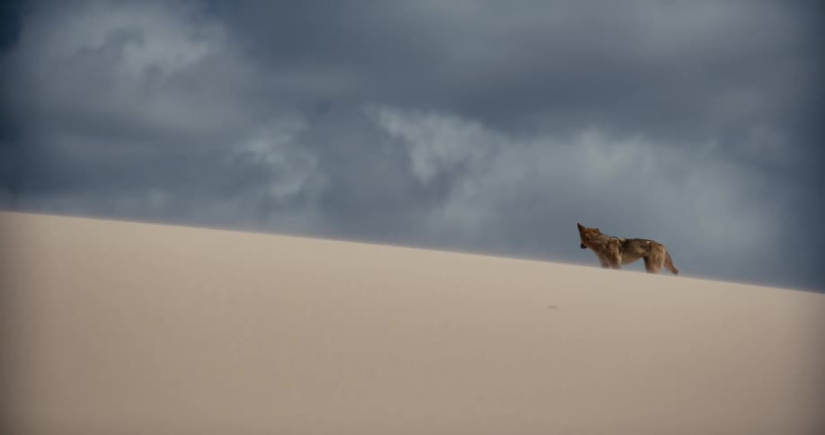 A wild dingo rises and walks along the crest of a sand dune under a dramatic, stormy sky