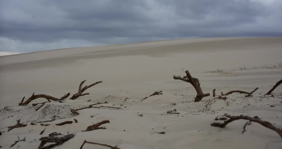 Dead tree branches stick out of a desolate sand dune as wind blows across the barren landscape under a dark, stormy sky
