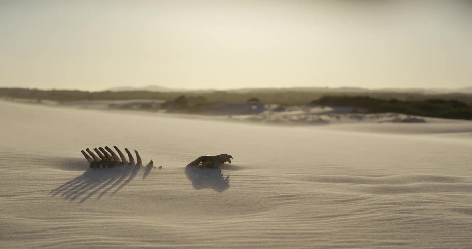 Wind blows sand over the skeletal remains of an animal lying on a vast, sun-drenched dune