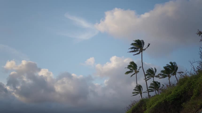 A cluster of palm trees on a lush green hill sway in the strong wind against a cloudy sky