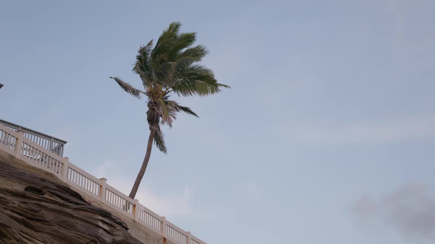 A solitary palm tree endures strong winds on a rocky cliff next to a white railing at dusk