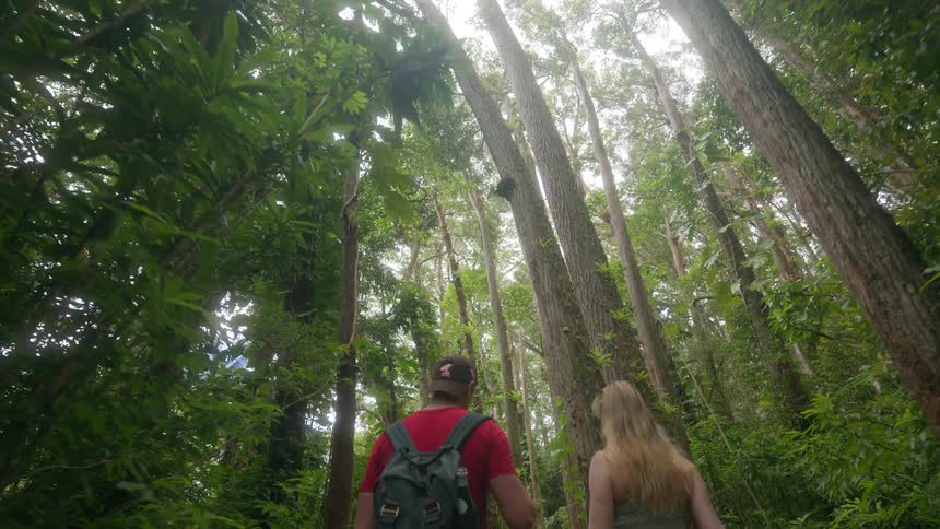 A low-angle slow-motion shot follows an adventurous couple as they hike together through a lush, dense tropical rainforest