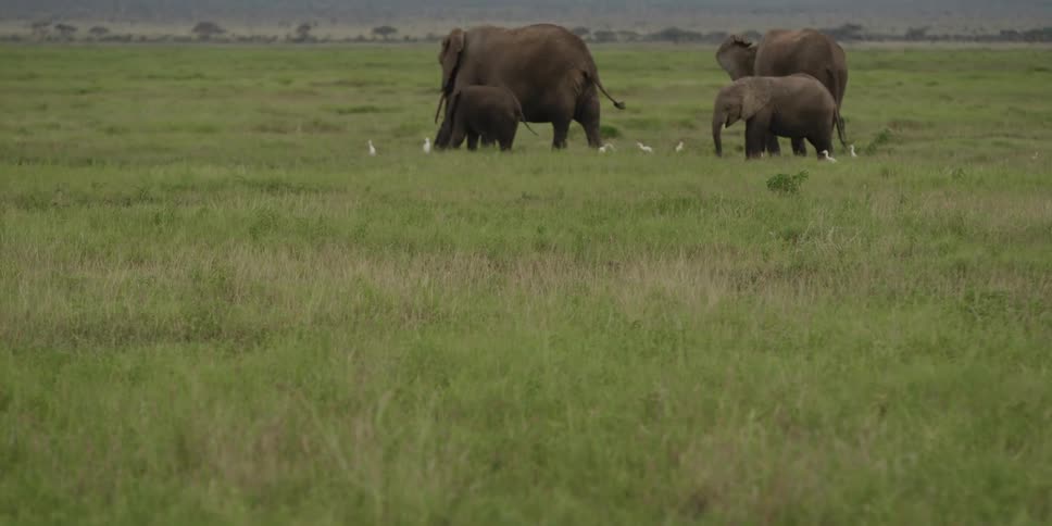 Herd of elephants playing on a plain