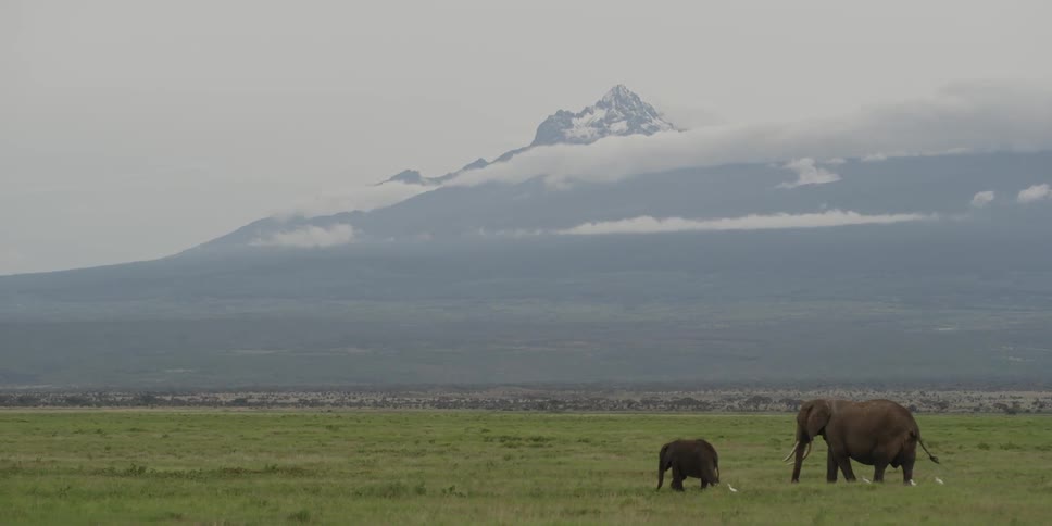 Elephants walking in a field