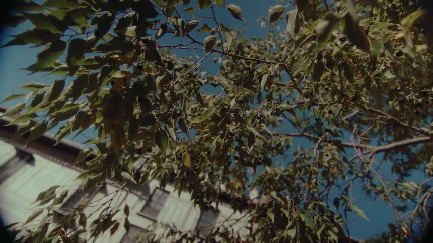 A vintage, low-angle shot looks up through the rustling leaves of a berry tree towards a bright blue sky