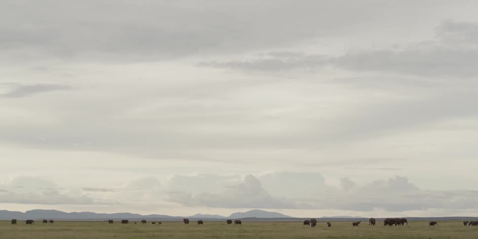 Cows eating in a field