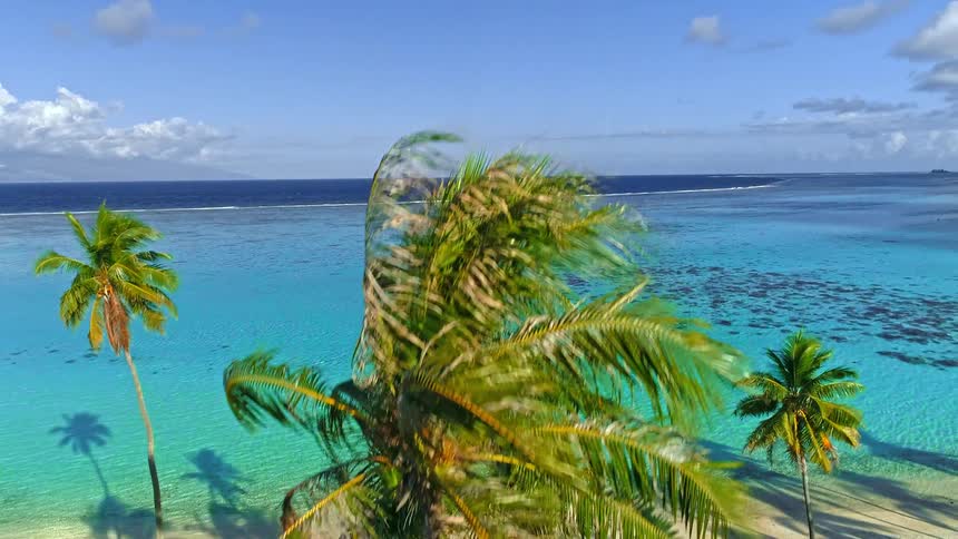 Aerial drone shot rises over windswept palm trees on a pristine white sand beach, revealing a stunning turquoise lagoon in a tropical paradise