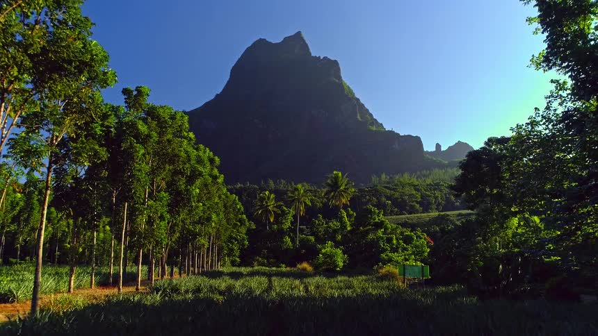 A slow push-in shot captures a vibrant pineapple plantation surrounded by lush trees with a majestic tropical mountain in the background