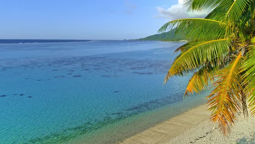 Aerial shot pulls back from a vibrant palm tree to reveal an idyllic tropical beach with turquoise water and lush mountains in Moorea, French Polynesia