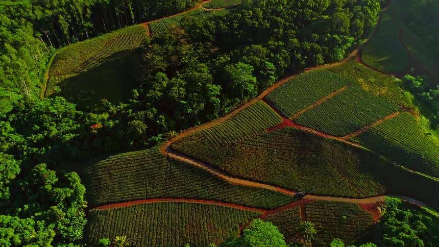 A stunning aerial view starts with a top-down shot of a pineapple plantation and tilts up to reveal a majestic tropical mountain at sunrise