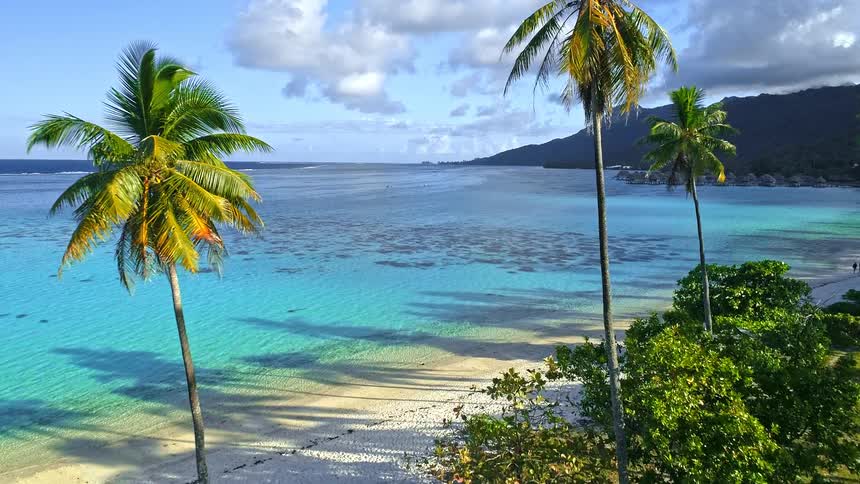 A stunning aerial view flies through lush palm trees revealing a pristine white sand beach and a calm turquoise lagoon on a tropical island