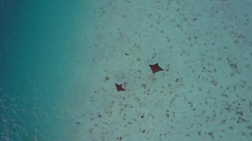 An aerial top-down view shows two spotted eagle rays swimming together in the shallow, crystal-clear turquoise ocean