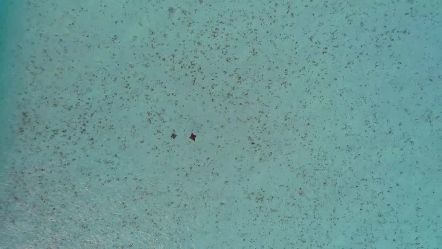 A soaring aerial top-down view captures a spotted eagle ray gliding through serene, crystal-clear turquoise waters