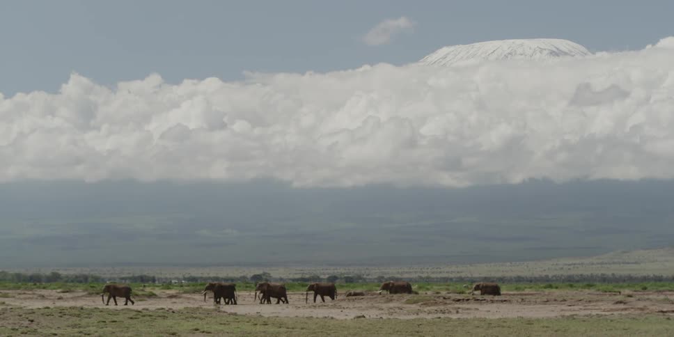 Elephants walking under a cloudy sky with a snow-capped mountain in the background
