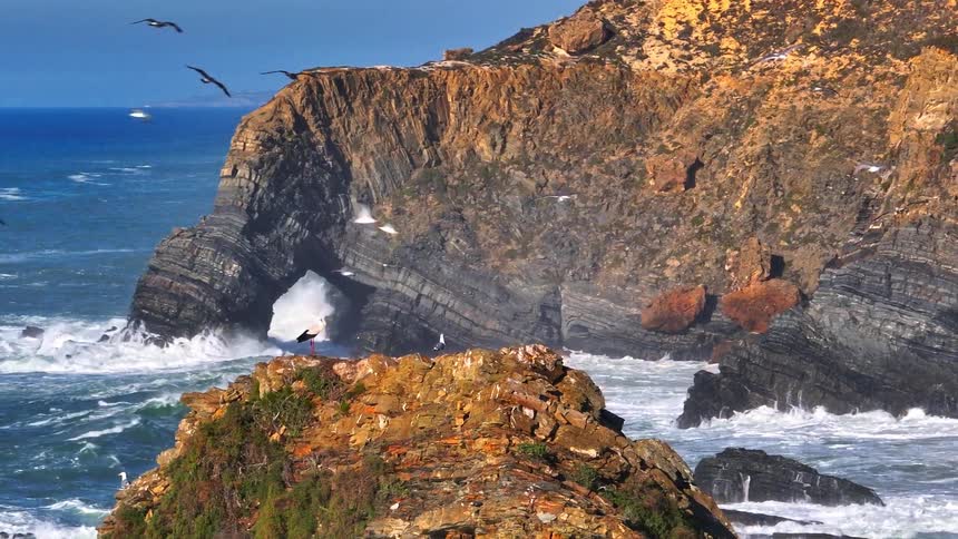 A majestic white stork perches on a rugged coastal cliff as seagulls soar above the crashing waves of the Atlantic Ocean