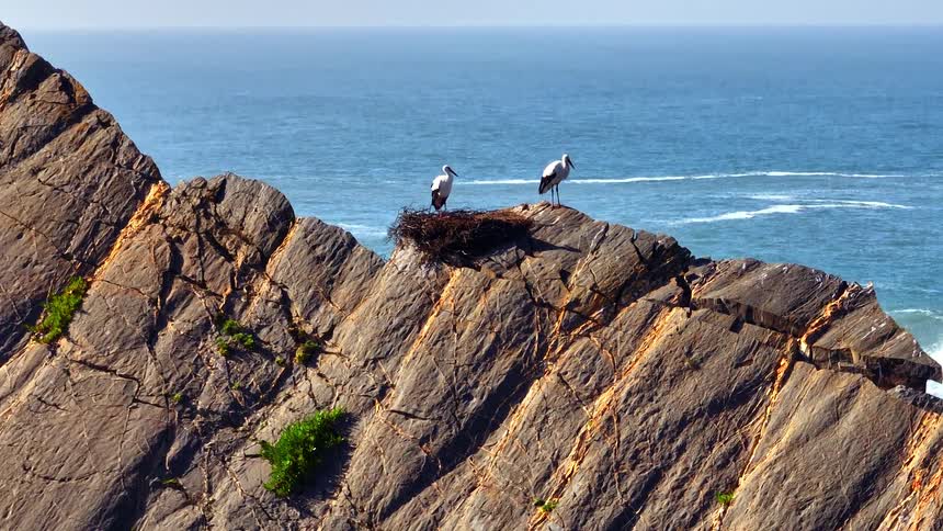 A pair of white storks in their nest on a rugged seaside cliff as the camera zooms out to reveal the beautiful blue ocean