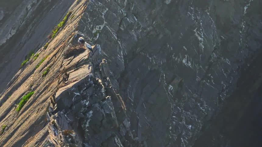 An aerial view slowly zooms in on a pair of storks attending to their nest built on a sheer, rocky sea cliff