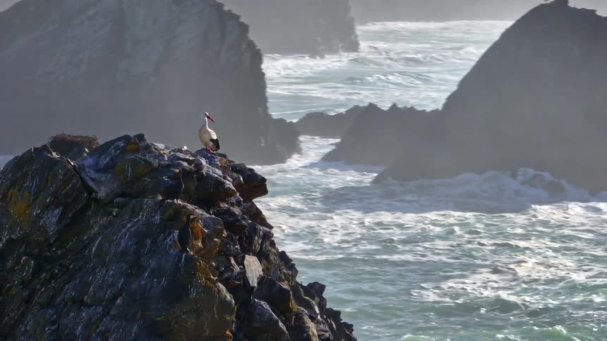 A pair of white storks tend to their nest on a rugged coastal cliff as powerful ocean waves crash below