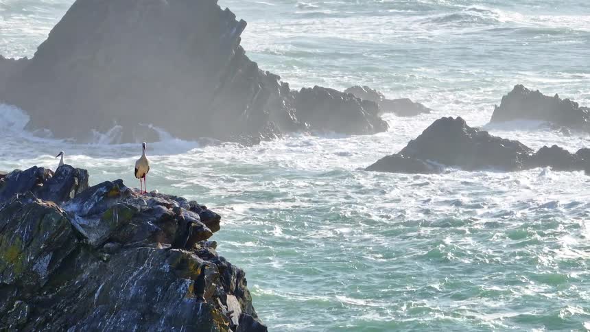 A majestic stork stands on a rugged cliff, surveying the powerful, sunlit ocean as waves crash against the rocks in slow motion