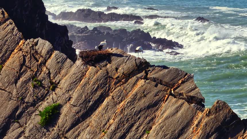 Two white storks stand guard over their nest built on a precipitous sea cliff as powerful ocean waves crash against the rocks below
