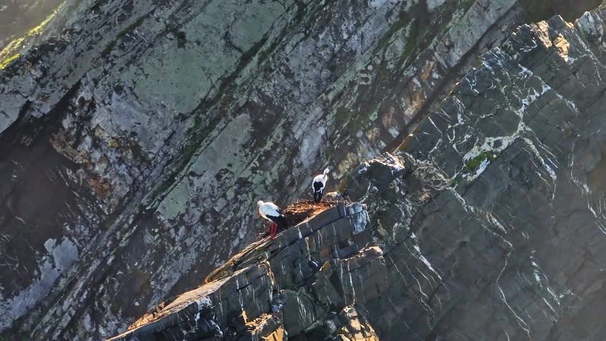 An aerial view shows a pair of majestic white storks nesting together on a dramatic and steep rock cliff