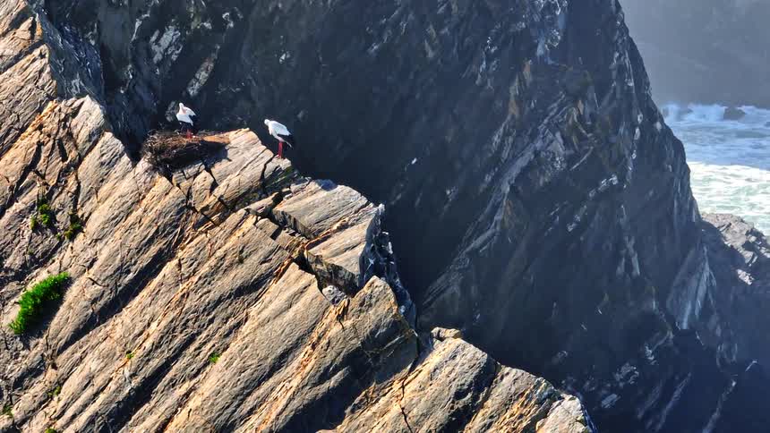 A breathtaking aerial shot reveals two white storks standing by their nest on a sheer, rocky cliffside overlooking the turbulent ocean