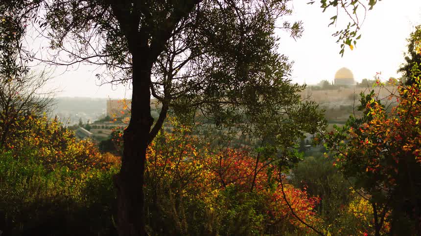 Colorful autumn trees frame a distant view of the iconic golden Dome of the Rock in Jerusalem