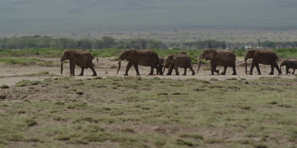 Herd of elephants walking in a line