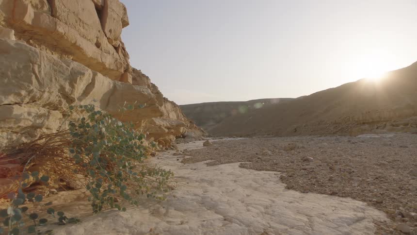 A lone green bush survives in a dry, rocky desert riverbed as the sun rises over the canyon walls