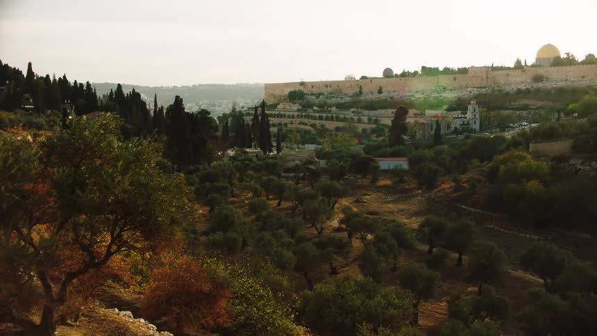A tranquil view from the Mount of Olives showcases the ancient olive groves in the Kidron Valley, with the Dome of the Rock and Old City walls in the background