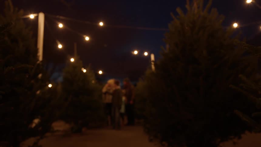 A family walks around a tree farm