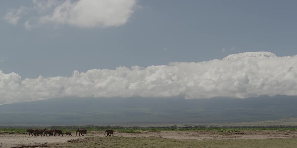 Elephants are traveling across a large plain with a snow capped mountain in the background