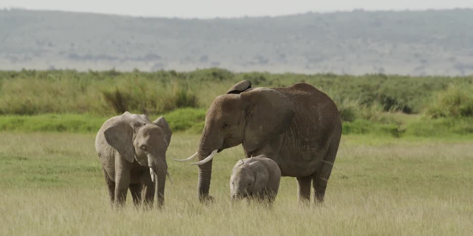 Family of elephants standing in a field on a sunny day
