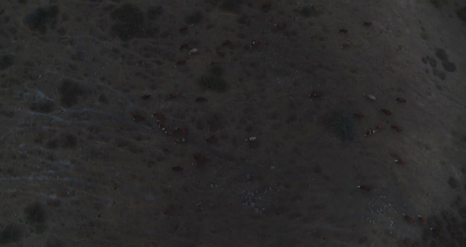 Aerial top-down view of a herd of cattle walking across a dimly lit, dry hillside at dusk