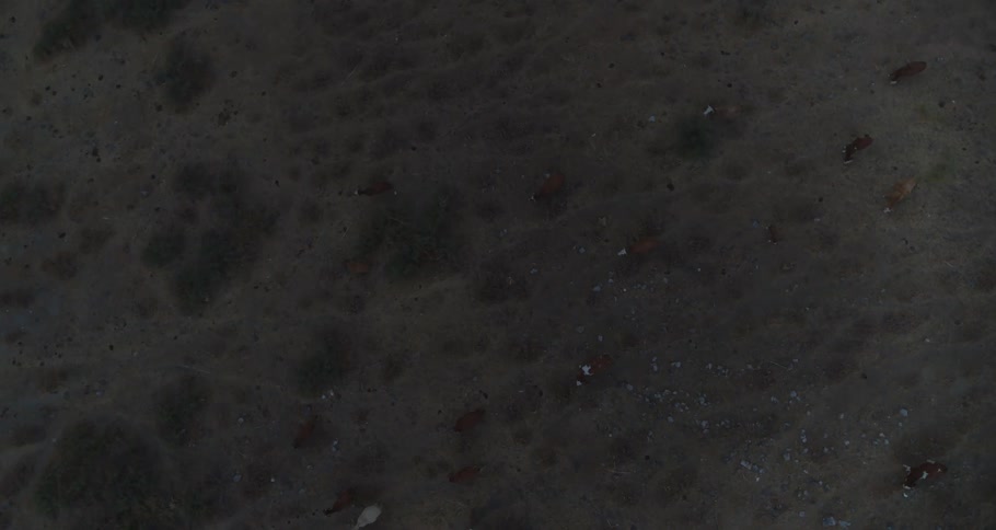 A slow aerial descent over a herd of cattle grazing in a dim, dry field at dusk