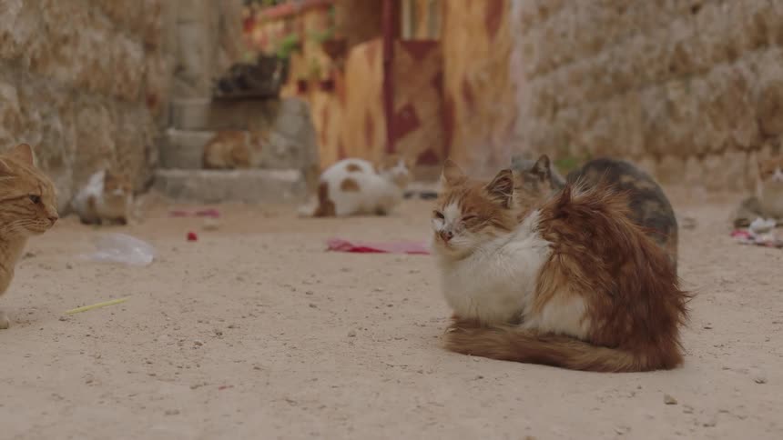 A colony of stray cats rests in a sandy alleyway as a ginger and white cat in the foreground closes its eyes