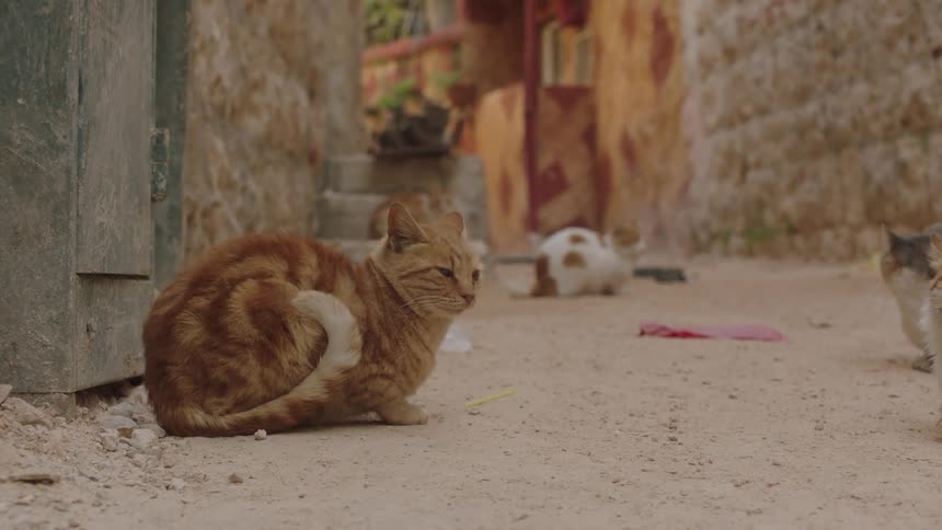 An adorable orange tabby cat scratches an itch in slow-motion while sitting in a rustic alleyway with other stray cats