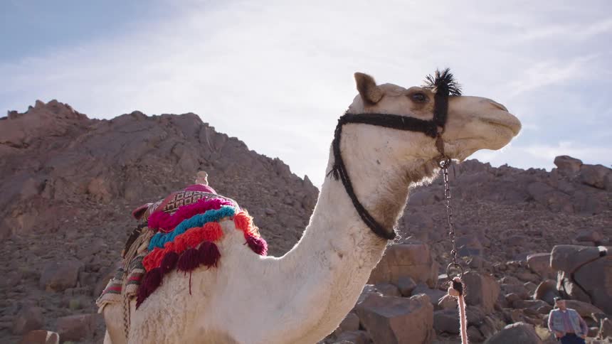 A majestic camel with a colorful saddle stands proudly in a rocky desert landscape as the sun flares behind it