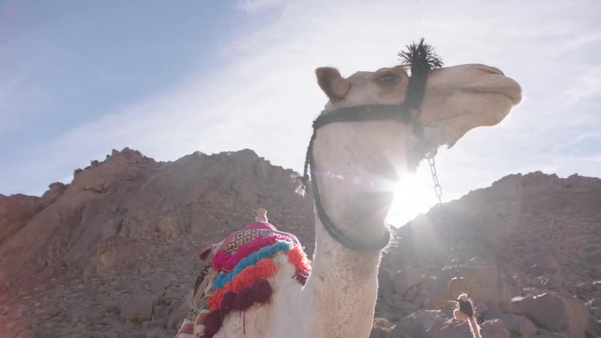 A low-angle shot captures a majestic dromedary camel with a colorful saddle standing in a rocky desert with the bright sun flaring behind