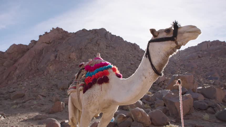 A majestic camel with a colorful saddle stands still in the rocky desert mountains under a bright sun