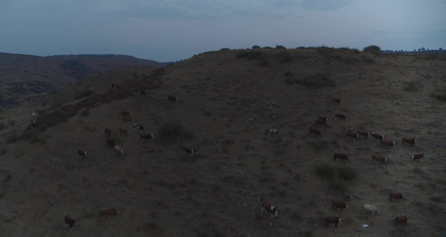 A wide aerial shot slowly flies over a herd of cattle grazing on a vast, arid hillside at twilight